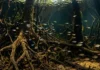 As duzentas espécies de peixes que só existem no igapó e o fenômeno da floresta alagada na Amazônia Sabia que o igapó abriga 200 espécies de peixes exclusivas? Descubra como esses animais dependem da floresta alagada para sobreviver