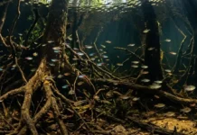 Igapó: las 200 especies de peces que solo viven en la selva inundada Sabia que o igapó abriga 200 espécies de peixes exclusivas? Descubra como esses animais dependem da floresta alagada para sobreviver
