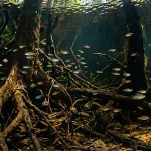 As duzentas espécies de peixes que só existem no igapó e o fenômeno da floresta alagada na Amazônia Sabia que o igapó abriga 200 espécies de peixes exclusivas? Descubra como esses animais dependem da floresta alagada para sobreviver