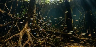 As duzentas espécies de peixes que só existem no igapó e o fenômeno da floresta alagada na Amazônia Sabia que o igapó abriga 200 espécies de peixes exclusivas? Descubra como esses animais dependem da floresta alagada para sobreviver