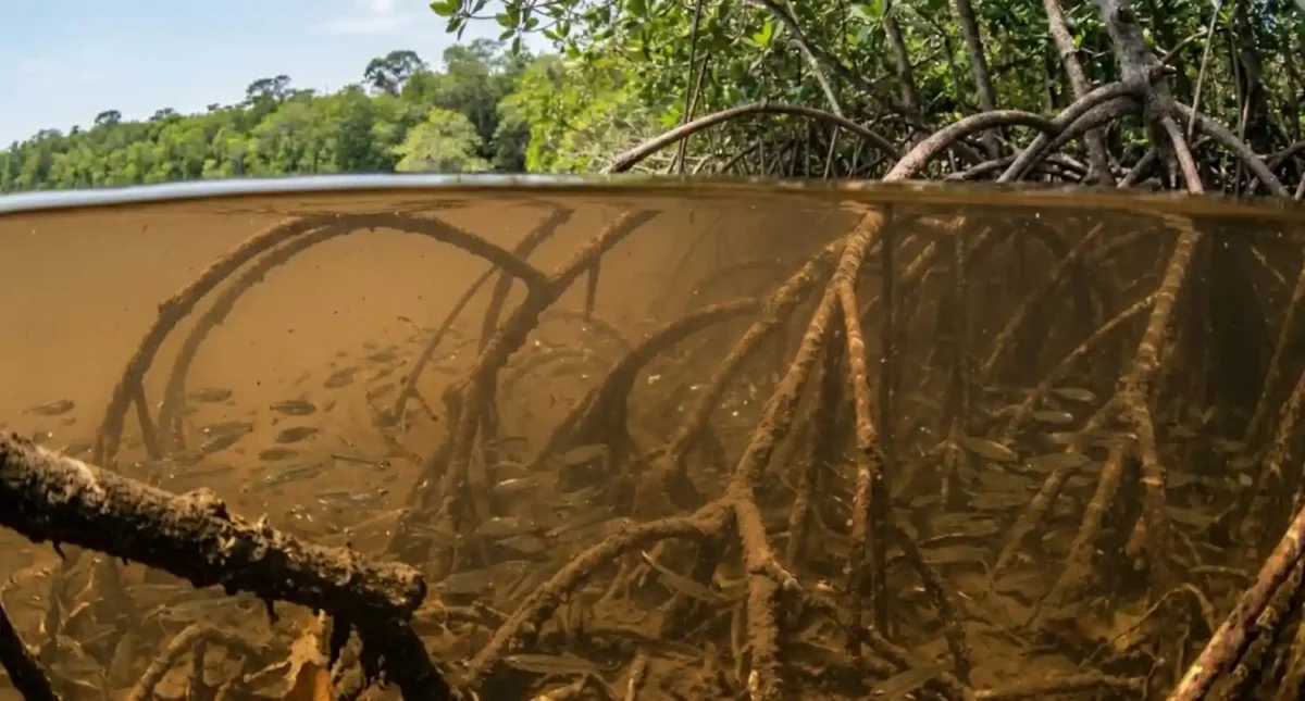 Restauração do manguezal na Amazônia recupera a fauna