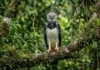 A imponente harpia governa o dossel da floresta amazônica utilizando suas garras maiores que as mãos humanas Fotografia wildlife realista harpia adulta em galho mossoso olhando direto para a câmera floresta densa desfocada fundo luz natural