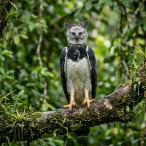 A imponente harpia governa o dossel da floresta amazônica utilizando suas garras maiores que as mãos humanas Fotografia wildlife realista harpia adulta em galho mossoso olhando direto para a câmera floresta densa desfocada fundo luz natural