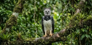 A imponente harpia governa o dossel da floresta amazônica utilizando suas garras maiores que as mãos humanas Fotografia wildlife realista harpia adulta em galho mossoso olhando direto para a câmera floresta densa desfocada fundo luz natural