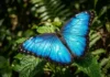 A borboleta Morpho azul utiliza nanoestruturas complexas em suas asas para refletir a luz solar nas florestas tropicais da Amazônia Fotografia macro de uma borboleta Morpho com asas abertas revelando iridescência azul metálica sob luz solar intensa em fundo de folhagens densas.