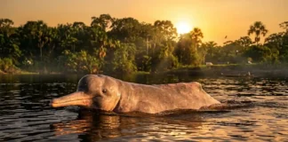 O boto-cor-de-rosa possui pescoço com flexibilidade única entre os cetáceos para caçar nas florestas alagadas da Amazônia Fotografia documental de um boto-cor-de-rosa