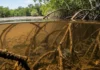 O manguezal do litoral paraense e as quarenta espécies de peixes que transformam as raízes em um berçário vital Restauração do manguezal na Amazônia recupera a fauna