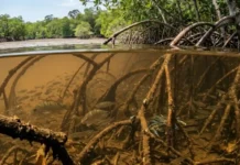 El manglar de Pará: el vivero submarino que sostiene 40 especies de peces Restauração do manguezal na Amazônia recupera a fauna