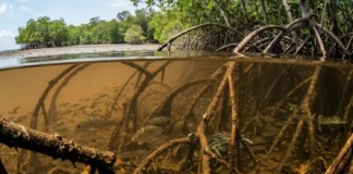 O manguezal do litoral paraense e as quarenta espécies de peixes que transformam as raízes em um berçário vital Restauração do manguezal na Amazônia recupera a fauna