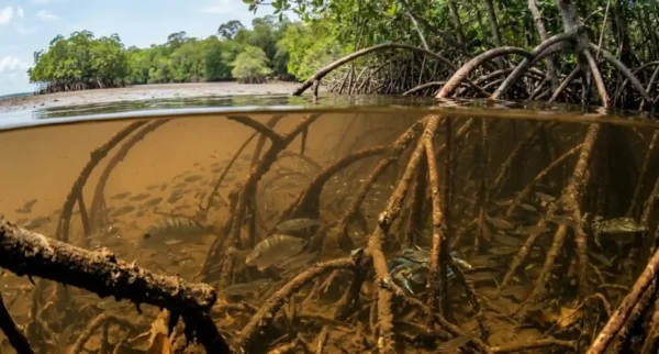 El manglar de Pará: el vivero submarino que sostiene 40 especies de peces