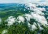 Árvores gigantes da Amazônia funcionam como bombas bióticas enviando rios voadores de vapor para todo o Brasil Vista aérea da floresta amazônica com nuvens baixas formando sobre o dossel — fotografia satelital estilizada tons verdes intensos e nuvens brancas volumosas