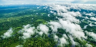 Árvores gigantes da Amazônia funcionam como bombas bióticas enviando rios voadores de vapor para todo o Brasil Vista aérea da floresta amazônica com nuvens baixas formando sobre o dossel — fotografia satelital estilizada tons verdes intensos e nuvens brancas volumosas