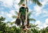 Os apanhadores de açaí desafiam a gravidade nas palmeiras gigantescas para garantir a sustentabilidade da floresta amazônica e a economia local Os apanhadores de açaí desafiam a gravidade nas palmeiras gigantescas para garantir a sustentabilidade da floresta amazônica e a economia local