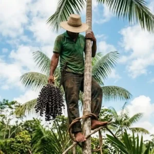 Os apanhadores de açaí desafiam a gravidade nas palmeiras gigantescas para garantir a sustentabilidade da floresta amazônica e a economia local Os apanhadores de açaí desafiam a gravidade nas palmeiras gigantescas para garantir a sustentabilidade da floresta amazônica e a economia local