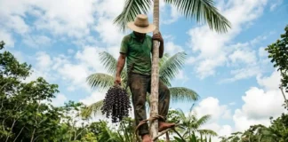 Os apanhadores de açaí desafiam a gravidade nas palmeiras gigantescas para garantir a sustentabilidade da floresta amazônica e a economia local Os apanhadores de açaí desafiam a gravidade nas palmeiras gigantescas para garantir a sustentabilidade da floresta amazônica e a economia local