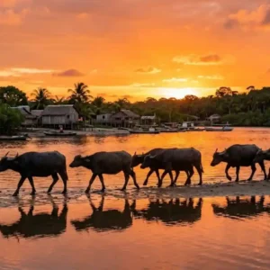 Os búfalos da Ilha do Marajó que vivem nas ruas e as praias fluviomarinhas únicas no maior arquipélago fluvial do mundo Búfalos caminhando na orla de vila marajoara ao pôr do sol céu laranja reflexo na água