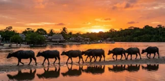 Os búfalos da Ilha do Marajó que vivem nas ruas e as praias fluviomarinhas únicas no maior arquipélago fluvial do mundo Búfalos caminhando na orla de vila marajoara ao pôr do sol céu laranja reflexo na água