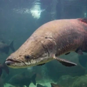 Os peixes frugívoros nadam entre as copas das árvores na floresta inundada do igapó amazônico durante a cheia pirarucu