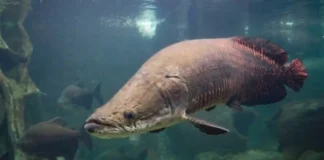Os peixes frugívoros nadam entre as copas das árvores na floresta inundada do igapó amazônico durante a cheia pirarucu