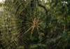Como a aranha de teia dourada domina a selva amazônica com uma seda que a ciência compara ao kevlar Nas profundezas da floresta amazônica, suspensa entre as árvores centenárias, uma obra-prima da engenharia biológica brilha sob a luz filtrada pela copa das árvores. É a teia da aranha-de-teia-dourada, pertencente ao gênero Nephila, uma criatura que, sem o auxílio de cálculos matemáticos complexos ou laboratórios de alta tecnologia, produz rotineiramente um dos materiais mais fortes e sofisticados conhecidos pela humanidade. O fio dourado que reluz na mata não é apenas um instrumento de caça, mas um testemunho da extraordinária capacidade de adaptação e evolução que ocorre no maior bioma tropical do planeta. A ciência reconhece que a seda produzida pela Nephila possui uma resistência mecânica impressionante quando comparada ao seu próprio peso. Estudos biológicos e de engenharia de materiais indicam que essa fibra natural é proporcionalmente mais forte que o aço e se equipara em tenacidade a fibras sintéticas de alta performance, como o kevlar. Essa analogia com o kevlar não é feita levianamente. O kevlar é um polímero sintético conhecido por sua aplicação em coletes à prova de balas e equipamentos que exigem extrema resistência e leveza. A seda da Nephila atinge essa incrível capacidade não por meio de processos químicos de alta temperatura e pressão, mas sim de uma complexa manipulação de proteínas dentro do corpo do aracnídeo, a uma temperatura ambiente. O resultado é um fio que pode absorver uma quantidade colossal de energia cinética antes de se romper, permitindo que a teia pare o voo de insetos grandes e até pequenos pássaros sem colapsar, um feito notável dado o diâmetro minúsculo de cada fio individual. A produção dessa fibra miraculosa não é um processo uniforme. A aranha-de-teia-dourada é, essencialmente, uma fábrica biológica multipropósito. Diferente do que muitos imaginam, a teia não é feita de um único tipo de seda. A Nephila possui um conjunto de glândulas distintas, localizadas em seu abdômen, que são capazes de sintetizar até seis tipos diferentes de seda, cada uma com propriedades mecânicas e funções biológicas específicas. Há uma seda para a estrutura principal e os raios da teia, que exige máxima rigidez e resistência para suportar o peso de toda a construção. Outro tipo de seda, de alta elasticidade e revestida com uma substância visguenta, é usada para a espiral de captura, projetada para se esticar e dissipar a energia da presa sem quebrá-la, mantendo-a presa. Existem também sedas específicas para o transporte, para envolver o alimento (preservando-o), para a construção do saco de ovos e até uma seda de segurança que a aranha usa como um "fio de vida" ao mover-se pela floresta. Essa versatilidade na fabricação de materiais demonstra uma complexidade bioquímica extraordinária, onde cada glândula ajusta a composição dos aminoácidos e o processo de fiação para alcançar a performance desejada para aquela aplicação específica no ambiente hostil da floresta. O segredo dessa diversidade funcional reside na estrutura íntima das proteínas que compõem a seda. No nível molecular, a aranha manipula a sequência de aminoácidos para controlar a formação de nanocristais de beta-folha. Estes cristais são responsáveis pela rigidez e força do fio. Entre esses nanocristais, existem regiões amorfas e elásticas, que dão ao fio sua capacidade de esticar sem romper. Ao alterar a proporção entre as regiões cristalinas e amorfas e a orientação dessas proteínas durante a fiação, a Nephila consegue ajustar a elasticidade e a resistência do material. Quando a seda é expelida através de suas fiandeiras, um processo de cisalhamento e desidratação transforma a solução de proteína líquida em uma fibra sólida e contínua, uma transição de fase controlada com precisão. É uma nanotecnologia natural que ocorre em escala massiva na Amazônia todos os dias, sem deixar resíduos tóxicos e utilizando apenas recursos renováveis. Além das propriedades do fio individual, a Nephila emprega uma engenharia estrutural notável na construção de sua teia orbicular. O padrão geométrico não é aleatório, mas sim um design otimizado para a captura eficiente de presas e a dissipação de estresse mecânico. Os raios radiais e as espirais de captura formam uma rede que distribui qualquer força de impacto de forma equitativa por toda a teia. O ângulo entre os raios, o tensionamento de cada fio e a densidade da espiral são meticulosamente ajustados pela aranha durante a construção, um processo que envolve um feedback sensorial complexo. A teia também possui uma característica fascinante que lhe dá o nome popular: a cor dourada. Os biólogos indicam que essa pigmentação não é acidental, mas serve como uma forma de camuflagem ou até atração, misturando a teia com os raios de sol que penetram o dossel, tornando-a difícil de ser detectada por insetos em voo. Em certos ângulos, a cor dourada pode ser uma estratégia visual para melhorar o sucesso da caça em meio à vegetação complexa da floresta amazônica. A presença da Nephila na floresta amazônica é um exemplo inspirador do impacto positivo da evolução e da biodiversidade. Longe de ser uma criatura assustadora, a aranha-de-teia-dourada desempenha um papel ecológico fundamental na regulação de populações de insetos, contribuindo para o equilíbrio do ecossistema. A existência desse aracnídeo e sua capacidade de engenharia natural nos lembram que a natureza é uma fonte inesgotável de soluções eficientes e sustentáveis. Ao observarmos a complexidade de sua teia e a inteligência biológica por trás de sua produção de seda, somos convidados a refletir sobre a importância de preservar a floresta amazônica e toda a sua biodiversidade, que guarda segredos tecnológicos e soluções que a humanidade ainda está longe de replicar completamente. Ao compreendermos os detalhes fascinantes da biologia da aranha-de-teia-dourada, somos levados a um profundo respeito pelas formas de vida que compartilham nosso planeta. A teia dourada que reluz na floresta não é apenas um instrumento de sobrevivência de um aracnídeo, mas um espelho da incrível inventividade da vida. Diante de tamanha engenharia natural, é impossível não se questionar sobre quantas outras inovações biológicas e materiais surpreendentes ainda aguardam para serem descobertos e compreendidos nas profundezas da Amazônia, reforçando a urgência da conservação deste ecossistema vital. BOX LATERAL Engenharia Natural e Biotecnologia | A seda da Nephila desperta interesse mundial para o desenvolvimento de novos materiais biotecnológicos. Cientistas e engenheiros estudam sua composição para replicar propriedades como a alta tensão e flexibilidade em fios sintéticos biodegradáveis. No entanto, recriar a complexidade dessa biofábrica em laboratório continua sendo um desafio tecnológico significativo.