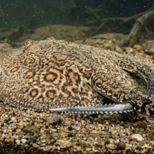 Como a arraia de água doce amazônica domina a camuflagem na areia dos rios e usa seu ferrão venenoso como defesa Nas profundezas turvas dos rios que serpenteiam a vasta planície amazônica habita um parente próximo dos tubarões que trocou os oceanos pela água doce há milhões de anos. A arraia de água doce amazônica pertence ao gênero Potamotrygon e se destaca não apenas pela sua forma circular elegante mas também por uma adaptação evolutiva impressionante que a torna uma mestra do disfarce no leito dos rios arenosos. Este peixe cartilaginoso possui a capacidade única de se enterrar parcialmente na areia tornando-se praticamente invisível aos olhos de predadores e presas um fenômeno que a ciência reconhece como parte fundamental de sua biologia de sobrevivência. A arraia camuflagem rio areia é um espetáculo de adaptação. A coloração dorsal desses animais geralmente em tons de marrom cinza ou bege com padrões de manchas ou ocelos imita com precisão o fundo do rio. Ao agitar as bordas do seu corpo discóide a arraia levanta uma nuvem de sedimentos que ao assentar a cobre quase por completo deixando apenas os olhos protuberantes e os espiráculos visíveis. Essa estratégia passiva de caça permite que ela capture pequenos peixes crustáceos e moluscos que se aproximam sem notar sua presença mantendo o equilíbrio ecológico do fundo do rio. No entanto a característica mais notória e frequentemente temida deste animal está localizada em sua extremidade posterior. Ao contrário do que muitos pensam o mecanismo de defesa da arraia água doce Amazônia ferrão não se situa na ponta da cauda como um chicote. O ferrão venenoso encontra-se na verdade na porção dorsal e média da cauda uma área musculosa e robusta. Dependendo da espécie e do tamanho do animal este aguilhão pode variar de alguns centímetros até dimensões consideráveis sendo composto por dentina um material extremamente duro e resistente similar ao dente dos vertebrados. O ferrão da Potamotrygon acidente rio é uma peça de engenharia biológica sofisticada. Ele possui serrilhas laterais voltadas para trás o que facilita a penetração na pele mas dificulta imensamente a sua remoção podendo causar lacerações graves. Coberto por um tecido epitelial o ferrão libera um veneno de natureza proteica quando esse tecido é rompido durante o impacto. Estudos indicam que este veneno é complexo contendo enzimas e toxinas que provocam dor intensa e imediata necrose localizada e inflamação severa no local atingido. A ciência reconhece que a dor relatada em acidentes com arraias é uma das mais lancinantes conhecidas na medicina toxicológica mas é importante ressaltar que o objetivo principal desse veneno é a defesa contra predadores grandes e não a agressão gratuita. A coexistência entre as comunidades ribeirinhas e esses animais é ancestral. Nas praias e remansos dos rios amazônicos onde as arraias preferem ficar para descansar ou caçar os habitantes locais desenvolveram técnicas específicas para evitar acidentes. O "passo do nissei" ou o ato de arrastar os pés na areia em vez de levantá-los é uma prática comum e eficaz. Ao arrastar o pé a pessoa toca suavemente na borda da arraia que assustada geralmente foge rapidamente. O acidente ocorre quando se pisa diretamente no centro do disco do animal pressionando-o contra o fundo o que aciona o reflexo de defesa e o chicoteamento da cauda para cima e para frente cravando o ferrão no pé ou no tornozelo do banhista. Compreender a biologia da arraia de água doce amazônica é fundamental para a conservação e para a segurança de todos que vivem ou visitam a região. Elas são componentes vitais do ecossistema amazônico ocupando nichos importantes na cadeia alimentar. Em vez de temê-las devemos respeitar o seu habitat. Ao entrar em um rio amazônico especialmente durante a estação seca quando as praias se formam o cuidado deve ser redobrado. Evitar áreas de águas muito rasas e paradas em praias isoladas ao amanhecer ou ao anoitecer períodos de maior atividade do animal e usar calçados adequados quando possível são medidas que reduzem drasticamente o risco de acidentes. A educação ambiental é a chave para uma convivência harmoniosa valorizando a biodiversidade sem comprometer o bem-estar humano. Respeitar o espaço do outro seja ele humano ou animal é o primeiro passo para garantir que os rios da Amazônia continuem sendo fontes de vida e beleza para todas as gerações. BOX LATERAL O que fazer em caso de acidente | Se ocorrer um ferrada a primeira medida é manter a calma e sair da água. Mergulhar o local atingido em água quente mas suportável por 30 a 90 minutos ajuda a desativar as proteínas do veneno aliviando a dor. Não faça torniquetes ou cortes na ferida. Procure atendimento médico imediatamente para a remoção segura de possíveis fragmentos do ferrão limpeza e medicação adequada prevenindo infecções secundárias.