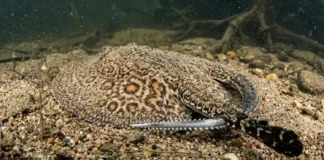 Como a arraia de água doce amazônica domina a camuflagem na areia dos rios e usa seu ferrão venenoso como defesa Nas profundezas turvas dos rios que serpenteiam a vasta planície amazônica habita um parente próximo dos tubarões que trocou os oceanos pela água doce há milhões de anos. A arraia de água doce amazônica pertence ao gênero Potamotrygon e se destaca não apenas pela sua forma circular elegante mas também por uma adaptação evolutiva impressionante que a torna uma mestra do disfarce no leito dos rios arenosos. Este peixe cartilaginoso possui a capacidade única de se enterrar parcialmente na areia tornando-se praticamente invisível aos olhos de predadores e presas um fenômeno que a ciência reconhece como parte fundamental de sua biologia de sobrevivência. A arraia camuflagem rio areia é um espetáculo de adaptação. A coloração dorsal desses animais geralmente em tons de marrom cinza ou bege com padrões de manchas ou ocelos imita com precisão o fundo do rio. Ao agitar as bordas do seu corpo discóide a arraia levanta uma nuvem de sedimentos que ao assentar a cobre quase por completo deixando apenas os olhos protuberantes e os espiráculos visíveis. Essa estratégia passiva de caça permite que ela capture pequenos peixes crustáceos e moluscos que se aproximam sem notar sua presença mantendo o equilíbrio ecológico do fundo do rio. No entanto a característica mais notória e frequentemente temida deste animal está localizada em sua extremidade posterior. Ao contrário do que muitos pensam o mecanismo de defesa da arraia água doce Amazônia ferrão não se situa na ponta da cauda como um chicote. O ferrão venenoso encontra-se na verdade na porção dorsal e média da cauda uma área musculosa e robusta. Dependendo da espécie e do tamanho do animal este aguilhão pode variar de alguns centímetros até dimensões consideráveis sendo composto por dentina um material extremamente duro e resistente similar ao dente dos vertebrados. O ferrão da Potamotrygon acidente rio é uma peça de engenharia biológica sofisticada. Ele possui serrilhas laterais voltadas para trás o que facilita a penetração na pele mas dificulta imensamente a sua remoção podendo causar lacerações graves. Coberto por um tecido epitelial o ferrão libera um veneno de natureza proteica quando esse tecido é rompido durante o impacto. Estudos indicam que este veneno é complexo contendo enzimas e toxinas que provocam dor intensa e imediata necrose localizada e inflamação severa no local atingido. A ciência reconhece que a dor relatada em acidentes com arraias é uma das mais lancinantes conhecidas na medicina toxicológica mas é importante ressaltar que o objetivo principal desse veneno é a defesa contra predadores grandes e não a agressão gratuita. A coexistência entre as comunidades ribeirinhas e esses animais é ancestral. Nas praias e remansos dos rios amazônicos onde as arraias preferem ficar para descansar ou caçar os habitantes locais desenvolveram técnicas específicas para evitar acidentes. O "passo do nissei" ou o ato de arrastar os pés na areia em vez de levantá-los é uma prática comum e eficaz. Ao arrastar o pé a pessoa toca suavemente na borda da arraia que assustada geralmente foge rapidamente. O acidente ocorre quando se pisa diretamente no centro do disco do animal pressionando-o contra o fundo o que aciona o reflexo de defesa e o chicoteamento da cauda para cima e para frente cravando o ferrão no pé ou no tornozelo do banhista. Compreender a biologia da arraia de água doce amazônica é fundamental para a conservação e para a segurança de todos que vivem ou visitam a região. Elas são componentes vitais do ecossistema amazônico ocupando nichos importantes na cadeia alimentar. Em vez de temê-las devemos respeitar o seu habitat. Ao entrar em um rio amazônico especialmente durante a estação seca quando as praias se formam o cuidado deve ser redobrado. Evitar áreas de águas muito rasas e paradas em praias isoladas ao amanhecer ou ao anoitecer períodos de maior atividade do animal e usar calçados adequados quando possível são medidas que reduzem drasticamente o risco de acidentes. A educação ambiental é a chave para uma convivência harmoniosa valorizando a biodiversidade sem comprometer o bem-estar humano. Respeitar o espaço do outro seja ele humano ou animal é o primeiro passo para garantir que os rios da Amazônia continuem sendo fontes de vida e beleza para todas as gerações. BOX LATERAL O que fazer em caso de acidente | Se ocorrer um ferrada a primeira medida é manter a calma e sair da água. Mergulhar o local atingido em água quente mas suportável por 30 a 90 minutos ajuda a desativar as proteínas do veneno aliviando a dor. Não faça torniquetes ou cortes na ferida. Procure atendimento médico imediatamente para a remoção segura de possíveis fragmentos do ferrão limpeza e medicação adequada prevenindo infecções secundárias.