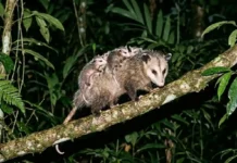 La zarigüeya inmune al veneno de serpiente y su papel en la Amazonía O gambá comum (Didelphis marsupialis) possui uma capacidade biológica extraordinária que desafia um dos maiores perigos da floresta tropical. Este marsupial é naturalmente imune ao veneno de algumas das cobras mais perigosas das Américas, como a cascavel. Mesmo recebendo uma gambá cascavel mordida que seria letal para outros mamíferos do mesmo tamanho, o gambá frequentemente não apresenta sintomas sérios e se recupera rapidamente. Estudos biológicos consolidados indicam que essa característica não é apenas uma curiosidade biológica, mas um mecanismo evolutivo complexo que desempenha um papel fundamental na biodiversidade amazônica. Essa imunidade ofídica do Didelphis marsupialis reside em uma bioengenharia evolutiva fascinante. A ciência reconhece que o segredo não está na produção de anticorpos, mas sim na presença de proteínas específicas no soro sanguíneo do animal. Essas proteínas, conhecidas como inibidores naturais de toxinas, agem de forma ativa e rápida para neutralizar os componentes mais agressivos do veneno das víboras, especialmente as fosfolipases A2 e metaloproteinases. Essas enzimas são responsáveis por destruir tecidos, causar hemorragias graves e neurotoxicidade na maioria das vítimas. No gambá, no entanto, as proteínas anti-ofídicas se ligam a essas toxinas, "desativando-as" quimicamente antes que possam interagir com as células do corpo e causar danos. É um escudo químico inato e eficiente. Para compreender a magnitude dessa defesa, precisamos entender como o veneno de cobras como a cascavel e jararacas opera. Esses venenos são coquetéis complexos de enzimas e toxinas projetados para imobilizar e iniciar a digestão da presa. As fosfolipases, por exemplo, degradam as membranas celulares, causando destruição de tecidos, hemorragia e dor extrema. Para a maioria dos mamíferos, uma picada é uma sentença rápida de falência múltipla de órgãos. No gambá, a resposta é puramente bioquímica. O processo de ligação entre as proteínas do gambá e as toxinas do veneno ocorre em nível molecular, desativando os sítios ativos das enzimas venenosas. Estudos indicam que essa neutralização é altamente eficiente e específica para venenos de viperídeos americanos, demonstrando uma adaptação refinada ao ambiente em que o animal evoluiu. Essa defesa inata é tão robusta que o gambá está "quimicamente pronto" para o encontro, sem depender de uma resposta imunológica adaptativa lenta. É interessante notar que essa característica é o resultado de uma longa coexistência entre os gambás e as serpentes peçonhentas no continente americano. A ciência reconhece que os marsupiais do gênero Didelphis estão presentes nas Américas há milhões de anos, enfrentando desafios constantes de sobrevivência. Ao longo desse vasto período geológico, uma verdadeira "corrida armamentista" evolutiva ocorreu, onde as cobras refinavam seu veneno e os gambás desenvolviam mecanismos de defesa. Essa interação contínua moldou a biologia de ambos os animais, resultando na impressionante imunidade que observamos hoje. É um exemplo fascinante de como as pressões ecológicas moldam a evolução e a biodiversidade de um ecossistema. O fato de o gambá imune veneno cobra ser resistente não é apenas uma curiosidade biológica, mas tem um impacto ecológico profundo e positivo na biodiversidade. Essa característica permite que o gambá inclua cobras peçonhentas em sua dieta. Ele não apenas sobrevive a encontros acidentais, mas caça ativamente esses répteis. Ao predar serpentes como a cascavel e a jararaca, o gambá atua como um regulador natural, ajudando a controlar as populações dessas espécies, que, sem predadores eficientes, poderiam se desequilibrar. Ao fazer isso, o gambá gera um impacto cascata positivo na estrutura das comunidades animais. Ao controlar as populações desses predadores de topo, permite que as populações de presas das cobras peçonhentas, como pequenos mamíferos e anfíbios, não sofram uma pressão de predação excessiva. Isso contribui diretamente para a manutenção da biodiversidade e do equilíbrio trófico em florestas como a Amazônia e em outros biomas brasileiros, como o Cerrado e a Mata Atlântica. Além de cobras peçonhentas, a dieta onívora e oportunista do gambá o torna um faxineiro da floresta. Ele consome roedores, que são vetores de doenças para humanos e outros animais, além de grandes quantidades de carrapatos, escorpiões e insetos. Ao controlar as populações de roedores e peçonhentos, o gambá desempenha um papel fundamental na manutenção da saúde do ecossistema amazônico, reduzindo riscos para outras espécies e até para populações humanas que vivem em áreas próximas à floresta. Estudos biológicos indicam que em áreas onde as populações de gambás são saudáveis, a incidência de cobras peçonhentas e de certas pragas e doenças é significativamente menor. Portanto, o Didelphis marsupialis imune veneno cobra é um aliado direto da sustentabilidade floresta e da saúde pública. Infelizmente, devido à sua aparência e hábitos noturnos, o gambá é frequentemente incompreendido e alvo de preconceito e caça. No entanto, a ciência reconhece cada vez mais a importância vital deste marsupial para a sustentabilidade dos biomas onde vive. Preservar o gambá imune veneno cobra é essencial para garantir o equilíbrio natural. Quando protegemos essa espécie, estamos, indiretamente, contribuindo para um ambiente mais saudável e equilibrado para todas as formas de vida na floresta amazônica. A imunidade ofídica desse animal é um testemunho da incrível engenharia biológica que a evolução moldou ao longo de milênios, oferecendo soluções sustentáveis para a coexistência de espécies em ambientes complexos. Ao olharmos para a incrível biologia do gambá, somos lembrados de que cada ser, por mais simples que pareça, guarda soluções geniais para a sobrevivência, tecendo a complexa e resistente teia da vida na qual todos estamos inseridos. BOX LATERAL Marsupiais Brasileiros | O gambá não é o único marsupial do Brasil. O país abriga dezenas de espécies, incluindo as cuícas e os catitas. Ao contrário de cangurus, a maioria dos marsupiais brasileiros não possui um marsúpio (bolsa) completo. As fêmeas muitas vezes carregam os filhotes agarrados ao seu corpo até que cresçam, como o gambá que transporta sua prole nas costas, um espetáculo de cuidado maternal que fascina quem tem a sorte de presenciar na natureza.