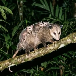 Como o gambá imune ao veneno de cobra cascavel ajuda a equilibrar a biodiversidade na floresta amazônica O gambá comum (Didelphis marsupialis) possui uma capacidade biológica extraordinária que desafia um dos maiores perigos da floresta tropical. Este marsupial é naturalmente imune ao veneno de algumas das cobras mais perigosas das Américas, como a cascavel. Mesmo recebendo uma gambá cascavel mordida que seria letal para outros mamíferos do mesmo tamanho, o gambá frequentemente não apresenta sintomas sérios e se recupera rapidamente. Estudos biológicos consolidados indicam que essa característica não é apenas uma curiosidade biológica, mas um mecanismo evolutivo complexo que desempenha um papel fundamental na biodiversidade amazônica. Essa imunidade ofídica do Didelphis marsupialis reside em uma bioengenharia evolutiva fascinante. A ciência reconhece que o segredo não está na produção de anticorpos, mas sim na presença de proteínas específicas no soro sanguíneo do animal. Essas proteínas, conhecidas como inibidores naturais de toxinas, agem de forma ativa e rápida para neutralizar os componentes mais agressivos do veneno das víboras, especialmente as fosfolipases A2 e metaloproteinases. Essas enzimas são responsáveis por destruir tecidos, causar hemorragias graves e neurotoxicidade na maioria das vítimas. No gambá, no entanto, as proteínas anti-ofídicas se ligam a essas toxinas, "desativando-as" quimicamente antes que possam interagir com as células do corpo e causar danos. É um escudo químico inato e eficiente. Para compreender a magnitude dessa defesa, precisamos entender como o veneno de cobras como a cascavel e jararacas opera. Esses venenos são coquetéis complexos de enzimas e toxinas projetados para imobilizar e iniciar a digestão da presa. As fosfolipases, por exemplo, degradam as membranas celulares, causando destruição de tecidos, hemorragia e dor extrema. Para a maioria dos mamíferos, uma picada é uma sentença rápida de falência múltipla de órgãos. No gambá, a resposta é puramente bioquímica. O processo de ligação entre as proteínas do gambá e as toxinas do veneno ocorre em nível molecular, desativando os sítios ativos das enzimas venenosas. Estudos indicam que essa neutralização é altamente eficiente e específica para venenos de viperídeos americanos, demonstrando uma adaptação refinada ao ambiente em que o animal evoluiu. Essa defesa inata é tão robusta que o gambá está "quimicamente pronto" para o encontro, sem depender de uma resposta imunológica adaptativa lenta. É interessante notar que essa característica é o resultado de uma longa coexistência entre os gambás e as serpentes peçonhentas no continente americano. A ciência reconhece que os marsupiais do gênero Didelphis estão presentes nas Américas há milhões de anos, enfrentando desafios constantes de sobrevivência. Ao longo desse vasto período geológico, uma verdadeira "corrida armamentista" evolutiva ocorreu, onde as cobras refinavam seu veneno e os gambás desenvolviam mecanismos de defesa. Essa interação contínua moldou a biologia de ambos os animais, resultando na impressionante imunidade que observamos hoje. É um exemplo fascinante de como as pressões ecológicas moldam a evolução e a biodiversidade de um ecossistema. O fato de o gambá imune veneno cobra ser resistente não é apenas uma curiosidade biológica, mas tem um impacto ecológico profundo e positivo na biodiversidade. Essa característica permite que o gambá inclua cobras peçonhentas em sua dieta. Ele não apenas sobrevive a encontros acidentais, mas caça ativamente esses répteis. Ao predar serpentes como a cascavel e a jararaca, o gambá atua como um regulador natural, ajudando a controlar as populações dessas espécies, que, sem predadores eficientes, poderiam se desequilibrar. Ao fazer isso, o gambá gera um impacto cascata positivo na estrutura das comunidades animais. Ao controlar as populações desses predadores de topo, permite que as populações de presas das cobras peçonhentas, como pequenos mamíferos e anfíbios, não sofram uma pressão de predação excessiva. Isso contribui diretamente para a manutenção da biodiversidade e do equilíbrio trófico em florestas como a Amazônia e em outros biomas brasileiros, como o Cerrado e a Mata Atlântica. Além de cobras peçonhentas, a dieta onívora e oportunista do gambá o torna um faxineiro da floresta. Ele consome roedores, que são vetores de doenças para humanos e outros animais, além de grandes quantidades de carrapatos, escorpiões e insetos. Ao controlar as populações de roedores e peçonhentos, o gambá desempenha um papel fundamental na manutenção da saúde do ecossistema amazônico, reduzindo riscos para outras espécies e até para populações humanas que vivem em áreas próximas à floresta. Estudos biológicos indicam que em áreas onde as populações de gambás são saudáveis, a incidência de cobras peçonhentas e de certas pragas e doenças é significativamente menor. Portanto, o Didelphis marsupialis imune veneno cobra é um aliado direto da sustentabilidade floresta e da saúde pública. Infelizmente, devido à sua aparência e hábitos noturnos, o gambá é frequentemente incompreendido e alvo de preconceito e caça. No entanto, a ciência reconhece cada vez mais a importância vital deste marsupial para a sustentabilidade dos biomas onde vive. Preservar o gambá imune veneno cobra é essencial para garantir o equilíbrio natural. Quando protegemos essa espécie, estamos, indiretamente, contribuindo para um ambiente mais saudável e equilibrado para todas as formas de vida na floresta amazônica. A imunidade ofídica desse animal é um testemunho da incrível engenharia biológica que a evolução moldou ao longo de milênios, oferecendo soluções sustentáveis para a coexistência de espécies em ambientes complexos. Ao olharmos para a incrível biologia do gambá, somos lembrados de que cada ser, por mais simples que pareça, guarda soluções geniais para a sobrevivência, tecendo a complexa e resistente teia da vida na qual todos estamos inseridos. BOX LATERAL Marsupiais Brasileiros | O gambá não é o único marsupial do Brasil. O país abriga dezenas de espécies, incluindo as cuícas e os catitas. Ao contrário de cangurus, a maioria dos marsupiais brasileiros não possui um marsúpio (bolsa) completo. As fêmeas muitas vezes carregam os filhotes agarrados ao seu corpo até que cresçam, como o gambá que transporta sua prole nas costas, um espetáculo de cuidado maternal que fascina quem tem a sorte de presenciar na natureza.