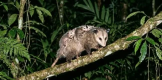 Como o gambá imune ao veneno de cobra cascavel ajuda a equilibrar a biodiversidade na floresta amazônica O gambá comum (Didelphis marsupialis) possui uma capacidade biológica extraordinária que desafia um dos maiores perigos da floresta tropical. Este marsupial é naturalmente imune ao veneno de algumas das cobras mais perigosas das Américas, como a cascavel. Mesmo recebendo uma gambá cascavel mordida que seria letal para outros mamíferos do mesmo tamanho, o gambá frequentemente não apresenta sintomas sérios e se recupera rapidamente. Estudos biológicos consolidados indicam que essa característica não é apenas uma curiosidade biológica, mas um mecanismo evolutivo complexo que desempenha um papel fundamental na biodiversidade amazônica. Essa imunidade ofídica do Didelphis marsupialis reside em uma bioengenharia evolutiva fascinante. A ciência reconhece que o segredo não está na produção de anticorpos, mas sim na presença de proteínas específicas no soro sanguíneo do animal. Essas proteínas, conhecidas como inibidores naturais de toxinas, agem de forma ativa e rápida para neutralizar os componentes mais agressivos do veneno das víboras, especialmente as fosfolipases A2 e metaloproteinases. Essas enzimas são responsáveis por destruir tecidos, causar hemorragias graves e neurotoxicidade na maioria das vítimas. No gambá, no entanto, as proteínas anti-ofídicas se ligam a essas toxinas, "desativando-as" quimicamente antes que possam interagir com as células do corpo e causar danos. É um escudo químico inato e eficiente. Para compreender a magnitude dessa defesa, precisamos entender como o veneno de cobras como a cascavel e jararacas opera. Esses venenos são coquetéis complexos de enzimas e toxinas projetados para imobilizar e iniciar a digestão da presa. As fosfolipases, por exemplo, degradam as membranas celulares, causando destruição de tecidos, hemorragia e dor extrema. Para a maioria dos mamíferos, uma picada é uma sentença rápida de falência múltipla de órgãos. No gambá, a resposta é puramente bioquímica. O processo de ligação entre as proteínas do gambá e as toxinas do veneno ocorre em nível molecular, desativando os sítios ativos das enzimas venenosas. Estudos indicam que essa neutralização é altamente eficiente e específica para venenos de viperídeos americanos, demonstrando uma adaptação refinada ao ambiente em que o animal evoluiu. Essa defesa inata é tão robusta que o gambá está "quimicamente pronto" para o encontro, sem depender de uma resposta imunológica adaptativa lenta. É interessante notar que essa característica é o resultado de uma longa coexistência entre os gambás e as serpentes peçonhentas no continente americano. A ciência reconhece que os marsupiais do gênero Didelphis estão presentes nas Américas há milhões de anos, enfrentando desafios constantes de sobrevivência. Ao longo desse vasto período geológico, uma verdadeira "corrida armamentista" evolutiva ocorreu, onde as cobras refinavam seu veneno e os gambás desenvolviam mecanismos de defesa. Essa interação contínua moldou a biologia de ambos os animais, resultando na impressionante imunidade que observamos hoje. É um exemplo fascinante de como as pressões ecológicas moldam a evolução e a biodiversidade de um ecossistema. O fato de o gambá imune veneno cobra ser resistente não é apenas uma curiosidade biológica, mas tem um impacto ecológico profundo e positivo na biodiversidade. Essa característica permite que o gambá inclua cobras peçonhentas em sua dieta. Ele não apenas sobrevive a encontros acidentais, mas caça ativamente esses répteis. Ao predar serpentes como a cascavel e a jararaca, o gambá atua como um regulador natural, ajudando a controlar as populações dessas espécies, que, sem predadores eficientes, poderiam se desequilibrar. Ao fazer isso, o gambá gera um impacto cascata positivo na estrutura das comunidades animais. Ao controlar as populações desses predadores de topo, permite que as populações de presas das cobras peçonhentas, como pequenos mamíferos e anfíbios, não sofram uma pressão de predação excessiva. Isso contribui diretamente para a manutenção da biodiversidade e do equilíbrio trófico em florestas como a Amazônia e em outros biomas brasileiros, como o Cerrado e a Mata Atlântica. Além de cobras peçonhentas, a dieta onívora e oportunista do gambá o torna um faxineiro da floresta. Ele consome roedores, que são vetores de doenças para humanos e outros animais, além de grandes quantidades de carrapatos, escorpiões e insetos. Ao controlar as populações de roedores e peçonhentos, o gambá desempenha um papel fundamental na manutenção da saúde do ecossistema amazônico, reduzindo riscos para outras espécies e até para populações humanas que vivem em áreas próximas à floresta. Estudos biológicos indicam que em áreas onde as populações de gambás são saudáveis, a incidência de cobras peçonhentas e de certas pragas e doenças é significativamente menor. Portanto, o Didelphis marsupialis imune veneno cobra é um aliado direto da sustentabilidade floresta e da saúde pública. Infelizmente, devido à sua aparência e hábitos noturnos, o gambá é frequentemente incompreendido e alvo de preconceito e caça. No entanto, a ciência reconhece cada vez mais a importância vital deste marsupial para a sustentabilidade dos biomas onde vive. Preservar o gambá imune veneno cobra é essencial para garantir o equilíbrio natural. Quando protegemos essa espécie, estamos, indiretamente, contribuindo para um ambiente mais saudável e equilibrado para todas as formas de vida na floresta amazônica. A imunidade ofídica desse animal é um testemunho da incrível engenharia biológica que a evolução moldou ao longo de milênios, oferecendo soluções sustentáveis para a coexistência de espécies em ambientes complexos. Ao olharmos para a incrível biologia do gambá, somos lembrados de que cada ser, por mais simples que pareça, guarda soluções geniais para a sobrevivência, tecendo a complexa e resistente teia da vida na qual todos estamos inseridos. BOX LATERAL Marsupiais Brasileiros | O gambá não é o único marsupial do Brasil. O país abriga dezenas de espécies, incluindo as cuícas e os catitas. Ao contrário de cangurus, a maioria dos marsupiais brasileiros não possui um marsúpio (bolsa) completo. As fêmeas muitas vezes carregam os filhotes agarrados ao seu corpo até que cresçam, como o gambá que transporta sua prole nas costas, um espetáculo de cuidado maternal que fascina quem tem a sorte de presenciar na natureza.