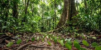 Como a formiga saúva constrói rodovias complexas e organiza o tráfego de milhões de indivíduos na floresta amazônica A formiga saúva (Atta sexdens) é capaz de carregar fragmentos de folhas que pesam até cinquenta vezes o seu próprio peso corporal. Esse feito extraordinário de força pura, que se traduziria para um ser humano carregar um automóvel de médio porte nas costas por quilômetros, é apenas o início da fascinante engenharia biológica desta espécie. Quando observadas individualmente, as operárias parecem motivadas por um impulso frenético, mas a verdadeira maravilha reside na organização coletiva que transforma milhões de indivíduos em um único superorganismo perfeitamente coordenado. A ciência reconhece que a eficiência dessas formigas não depende apenas da força, mas sim de uma infraestrutura de transporte meticulosamente mantida. Nas profundezas da floresta amazônica, as colônias de saúva constroem rodovias complexas que se estendem por centenas de metros a partir do formigueiro. Essas rotas de transporte não são simples caminhos na terra batida; elas são verdadeiras obras de engenharia que facilitam o movimento de um exército de operárias. A organização das trilhas da saúva inclui, surpreendentemente, faixas de ida e volta separadas, permitindo que as formigas que transportam folhas pesadas não colidam com as operárias que retornam vazias. Estudos indicam que esse sistema de divisão de tráfego reduz o tempo de transporte e otimiza a coleta de recursos, aumentando a eficiência da colônia como um todo. A limpeza permanente da trilha por operárias especializadas é outra característica marcante, com remoção constante de pedriscos, gravetos e folhas que possam obstruir a passagem. A coordenação desse tráfego intenso e a manutenção da infraestrutura de transporte são realizadas através de um sistema de comunicação sofisticado, baseado no uso de substâncias químicas chamadas feromônios. Cada operária que encontra uma fonte de alimento deita uma trilha de feromônio ao retornar ao formigueiro, servindo como um guia para as outras. A concentração do feromônio indica a qualidade e a abundância do recurso, atraindo mais ou menos operárias para a coleta. A formiga saúva usa esse feromônio de trilha para manter a integridade da rota, e a persistência desse odor permite que a colônia recrute rapidamente milhares de indivíduos para um local específico, adaptando-se às mudanças no ambiente de forma ágil e eficaz. Esse sistema de comunicação química é a base do formiga saúva feromônio trilha, garantindo que as informações cruciais circulem rapidamente entre os membros da colônia. O sucesso da saúva trilhas organização tráfego reflete diretamente na estrutura e funcionamento da colônia como um todo, um exemplo clássico de um superorganismo. Um formigueiro maduro pode abrigar milhões de indivíduos, divididos em castas com funções específicas, desde operárias que cortam e transportam folhas até soldados que defendem a colônia. A ciência reconhece que essa divisão de trabalho, combinada com o eficiente sistema de transporte, permite que as saúvas explorem vastas áreas da floresta, consumindo grandes quantidades de material vegetal. Esse comportamento tem um impacto significativo no ecossistema amazônico, influenciando a dispersão de sementes, a ciclagem de nutrientes e a composição da vegetação, demonstrando a importância vital deste superorganismo para a biodiversidade da floresta. A eficiência do sistema de transporte das saúvas é um modelo de sustentabilidade e adaptabilidade que pode inspirar soluções para os desafios humanos. A capacidade desses insetos de organizar o tráfego de milhões de indivíduos de forma eficiente, sem congestionamentos ou acidentes, é um exemplo de inteligência coletiva que pode ser aplicada em diversas áreas, desde a logística até o desenvolvimento de sistemas de transporte inteligentes. A ciência reconhece que a formiga saúva é um organismo fascinante que merece ser estudado e compreendido, não apenas pela sua importância ecológica, mas também pelas lições que pode nos ensinar sobre a organização social e a eficiência do transporte em larga escala. A compreensão da complexidade da formiga saúva nos leva a um profundo respeito por essas criaturas e pela intrincada rede de vida que compõe a Amazônia. A existência de rodovias complexas e de um sistema de divisão de tráfego em formigas, que sobrevivem e prosperam há milhões de anos, nos convida a refletir sobre a importância da cooperação e da organização social na busca por soluções para os desafios que enfrentamos. A preservação da biodiversidade amazônica é essencial para garantir a sobrevivência de espécies como a saúva e para manter o equilíbrio ecológico que sustenta a vida no planeta. Ao observarmos a imensidão da floresta amazônica, somos lembrados de que as menores criaturas podem guardar os maiores segredos, inspirando-nos a buscar harmonia e eficiência na complexidade da vida. BOX LATERAL O cultivo de fungo pela saúva As folhas cortadas pelas saúvas não são consumidas diretamente. Elas são transportadas para o formigueiro e usadas como substrato para o cultivo de um fungo específico. As formigas saúvas cuidam do fungo, removendo outros microrganismos e fornecendo nutrientes através de suas próprias fezes e secreções salivares. O fungo quebra a celulose das folhas e as formigas se alimentam de partes específicas desse fungo. Essa relação mutualística é fundamental para a sobrevivência da colônia.