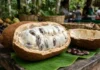 Como os povos indígenas da Amazônia transformaram o cupuaçu ao longo de cinco mil anos de domesticação histórica fruto de cupuaçu aberto mostrando polpa branca e sementes
