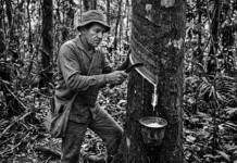 Hevea brasiliensis: cómo la seringueira y el ciclo del caucho cambiaron la Amazonía y el mundo A seringueira (Hevea brasiliensis), uma árvore nativa da bacia amazônica, produz um fluido leitoso chamado látex que, ao ser processado, transforma-se em borracha natural, um material com propriedades elásticas e de vedação incomparáveis a qualquer polímero sintético conhecido pela ciência até o início do século XX. Essa característica biológica única não apenas permitiu a sobrevivência da planta contra herbívoros na densa floresta tropical, mas também serviu como o catalisador para uma das maiores transformações industriais da história da humanidade. A borracha amazônica possibilitou a invenção do pneu pneumático, desencadeando a revolução da mobilidade global com automóveis e aeronaves, ao mesmo tempo em que desencadeava o primeiro grande ciclo econômico e migratório na região, alterando profundamente a paisagem sociocultural da Amazônia. O seringal Amazônia não era uma plantação organizada no modelo de monocultura, mas sim uma distribuição dispersa de árvores de Hevea brasiliensis dentro da floresta nativa. Cada seringueiro percorria "estradas de seringa" sinuosas, visitando centenas de árvores isoladas por dia. O processo de extração, conhecido como sangria, exige conhecimento e precisão. Com uma faca especial, o seringueiro faz um corte diagonal cirúrgico na casca da árvore, profundo o suficiente para romper os vasos laticíferos, mas sem atingir o câmbio, o que mataria a planta. O látex branco e espesso goteja lentamente ao longo do corte e é coletado em pequenas tigelas de metal ou barro presas ao tronco. Esta técnica de manejo sustentável permite que a mesma árvore seja explorada por décadas, demonstrando que o conhecimento biológico estabelecido e o respeito aos ciclos da floresta podem gerar riqueza sem destruí-la. A seringueira, neste contexto, não é apenas um recurso, mas o centro de um modo de vida ribeirinho e florestal único. A seringueira látex borracha Amazônia história atinge seu ápice entre o final do século XIX e o início do século XX, impulsionada pela demanda explosiva das indústrias automotiva e elétrica nos Estados Unidos e na Europa. A Amazônia tornou-se a única fornecedora global deste insumo estratégico. Cidades como Manaus e Belém viveram uma era de opulência sem precedentes, simbolizada pela construção de óperas luxuosas e infraestrutura urbana moderna no coração da selva. No entanto, o controle monopolista da Hevea brasiliensis ciclo borracha evaporou quando sementes foram contrabandeadas e adaptadas com sucesso em plantações de monocultura no Sudeste Asiático. A biência reconhece que as plantações asiáticas, sem os fungos nativos da Amazônia, produziam a um custo muito menor, levando ao colapso econômico da borracha amazônica. Este evento sublinha a complexidade da biopirataria histórica e a fragilidade de economias baseadas em commodities únicas. Apesar das reviravoltas históricas, a seringueira permanece uma espécie estrategicamente vital para a bioeconomia sustentável da Amazônia contemporânea. Estudos indicam que a borracha natural possui qualidades técnicas superiores, como maior resistência ao calor e à tração, em comparação com os substitutos sintéticos derivados do petróleo, sendo insubstituível na fabricação de pneus de alta performance para aviação e veículos pesados. O cultivo da Hevea brasiliensis em sistemas agroflorestais, consorciada com outras espécies nativas, representa um modelo de impacto positivo, permitindo o reflorestamento de áreas degradadas ao mesmo tempo em que gera renda para as comunidades locais. O manejo comunitário do seringal Amazônia em Reservas Extrativistas (RESEX) é um exemplo concreto de como a sustentabilidade pode unir a conservação da biodiversidade com o desenvolvimento social, mantendo a floresta em pé e valorizando os guardiões desse conhecimento ancestral. A resiliência biológica da seringueira em seu habitat natural é um fator crucial para sua sobrevivência e relevância contínua. Enquanto plantações monoculturais são vulneráveis ao fungo do mal-das-folhas, as árvores que crescem dispersas na floresta nativa Amazônia apresentam maior resistência, protegidas pela imensa biodiversidade ao seu redor. A ciência reconhece que a diversidade genética da Hevea brasiliensis na Amazônia é um patrimônio biológico inestimável para o futuro da cultura. Manter populações silvestres saudáveis e geneticamente diversas é fundamental para desenvolver variedades mais resistentes e adaptadas às mudanças climáticas, garantindo que a produção de látex continue viável no longo prazo. O seringal nativo não é apenas um relicário do passado, mas um banco de dados biológico ativo para a sustentabilidade futura. O futuro da seringueira na Amazônia está intrinsecamente ligado à nossa capacidade de valorizar os serviços ecossistêmicos que ela proporciona. Além da borracha, a seringueira desempenha um papel importante no sequestro de carbono e na regulação do ciclo hidrológico da região. A bioeconomia sustentável baseada na borracha natural oferece uma alternativa viável ao desmatamento, promovendo o desenvolvimento econômico sem comprometer a integridade da floresta tropical. Ao investirmos em pesquisa e desenvolvimento, podemos criar novos mercados para produtos derivados da borracha nativa, valorizando a identidade sociocultural da Amazônia e garantindo um futuro mais justo e próspero para suas populações. A seringueira, com sua história rica e potencial inexplorado, continua a nos ensinar que a verdadeira riqueza da floresta está na harmonia entre a natureza e a sociedade, e que o desenvolvimento sustentável é o único caminho possível para a Amazônia. Em última análise, a trajetória da seringueira e da borracha nos convida a refletir sobre o verdadeiro custo da mobilidade e do desenvolvimento tecnológico, e sobre como podemos reconectar nossa economia com os ciclos vitais da natureza para garantir a sustentabilidade do planeta. BOX LATERAL O Mal-das-Folhas | O fungo Microcyclus ulei é a principal ameaça à monocultura da seringueira nas Américas. Na Amazônia nativa, a dispersão natural das árvores no seringal impede a propagação devastadora do fungo, mantendo o equilíbrio biológico. É um exemplo de como a própria biodiversidade da floresta tropical atua como uma barreira natural contra patógenos que dizimam monoculturas vulneráveis.