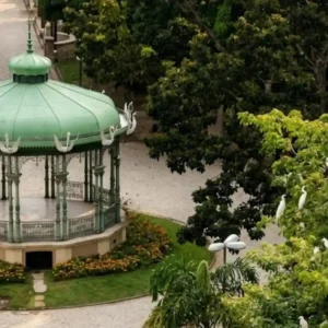 Garças da Praça Batista Campos espalham fungo pelo ar que pode causar doença grave em Belém Garças da Praça Batista Campos espalham fungo pelo ar que pode causar doença grave em Belém