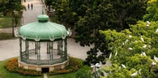 Garças da Praça Batista Campos espalham fungo pelo ar que pode causar doença grave em Belém Garças da Praça Batista Campos espalham fungo pelo ar que pode causar doença grave em Belém