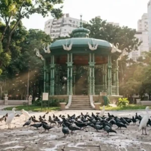 Fezes de aves em praças podem causar infecção pulmonar e você nem desconfia do risco