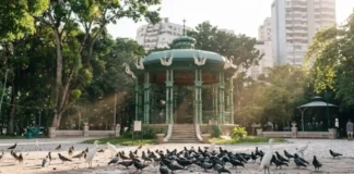 Fezes de aves em praças podem causar infecção pulmonar e você nem desconfia do risco