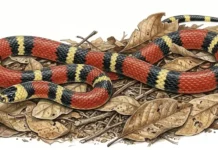 Quintais mal cuidados favorecem aparecimento de serpentes A SURPREENDENTE ESTRATÉGIA DE DEFESA DA COBRA-CORAL VERDADEIRA E O MECANISMO ÚNICO PARA SUA INOCULAÇÃO DE VENENO