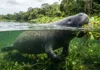 O peixe-boi amazônico e as macrófitas aquáticas revelam a complexidade ecológica dos rios tropicais