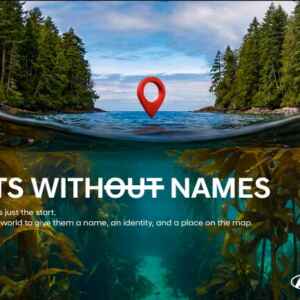 Florestas marinhas e a iniciativa global da Hyundai para nomear e proteger ecossistemas submersos essenciais para o sequestro de carbono azul.