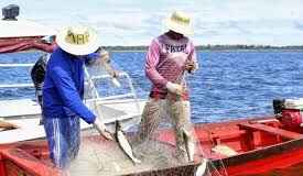A revolução da pesca sustentável nas águas do Tapajós Pescadores do Tapajós criam reserva para proteger os rios