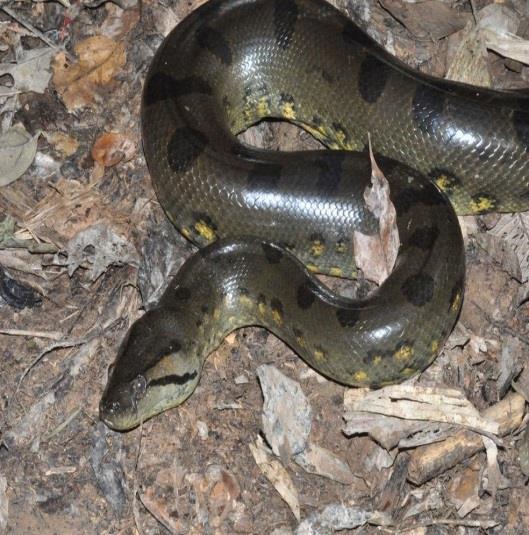 O equilíbrio entre o medo e a cura: o papel das serpentes na Amazônia 2 img482