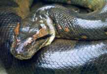 O equilíbrio entre o medo e a cura: o papel das serpentes na Amazônia