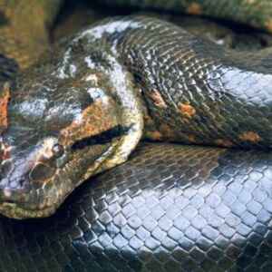 O equilíbrio entre o medo e a cura: o papel das serpentes na Amazônia