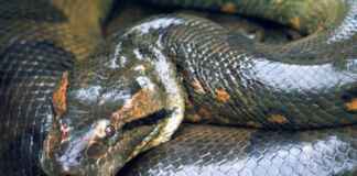 O equilíbrio entre o medo e a cura: o papel das serpentes na Amazônia