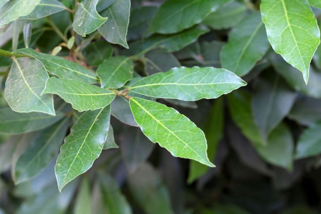 Louro queimado ganha espaço em rotinas de bem-estar 1 louro laurus nobilis 1 1 1024x683 1