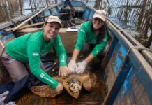 O retorno das tartarugas revela uma Guanabara ainda viva