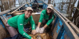 O retorno das tartarugas revela uma Guanabara ainda viva