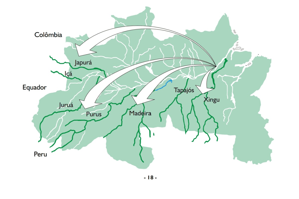 Peixes migratórios e o colapso na Amazônia: por que a perda de 81% da ictiofauna global ameaça a segurança alimentar e a economia regional. 2 migracao bagres cartilha ibama 1200x800 1