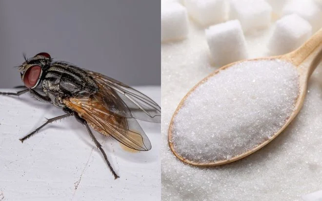 montagem com acucar e mosca article 1