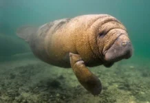 O peixe boi que vive entre árvores centenárias no coração histórico da cidade de Belém